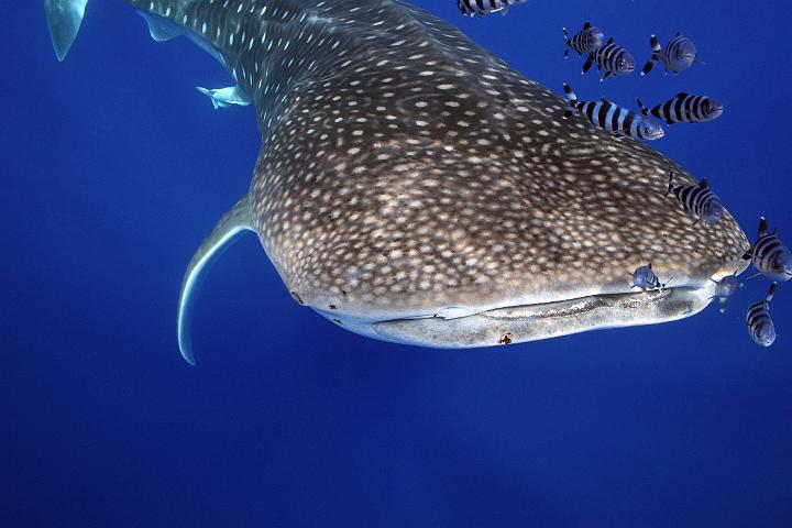 Mergulho 064.jpg
